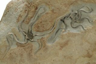 Echinoderm Fossils For Sale