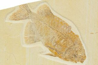 Fossil Fish (Phareodus) - Uncommon Species #316609