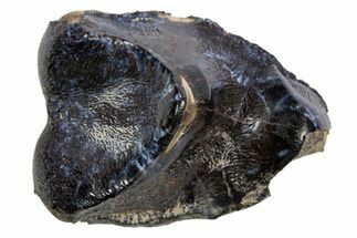 Fossil Eocene Coryphodon Mammal Tooth - Wyoming #316513
