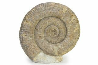 Jurassic Ammonite (Stephanoceras) Fossil - England #316854