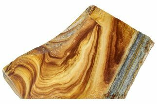 Polished Golden Picture Jasper Section - Nevada #316227