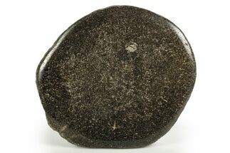 Polished Iguanodon Vertebra Slab - Isle Of Wight #316856