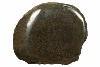 Polished Pliosaur (Stretosaurus) Bone Slab - England #316868