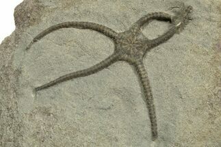Detailed, Jurassic Brittle Star (Palaeocoma) - England #316871