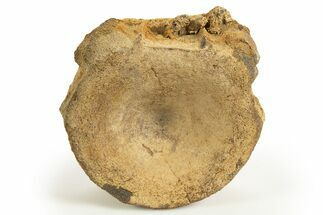Fossil Ichthyosaur (Brachypterygius) Vertebra - England #316883