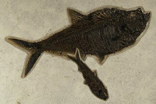 Multiple Fossil Fish (Diplomystus & Knightia) - Wyoming #314558