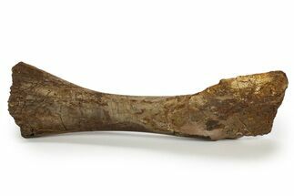 Fossil Hadrosaur (Edmontosaurus) Partial Tibia - Wyoming #316907