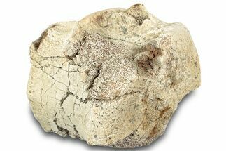 Bargain, Hadrosaur (Edmontosaurus) Vertebra Centrum - Montana #316915