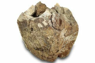 Hadrosaur (Edmontosaurus) Vertebra Centrum - Montana #316917