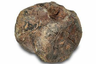 Hadrosaur (Edmontosaurus) Caudal Vertebra Centrum - South Dakota #316922