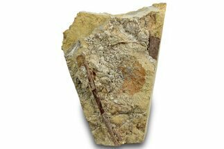 Fossil Dinosaur Bone and Tendon in Sandstone - Wyoming #316933