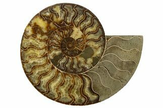 Huge, Sliced Ammonite Fossil (Half) - Madagascar #317428