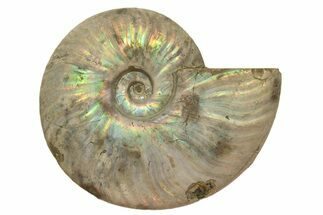 Silver Iridescent Ammonite (Cleoniceras) Fossil - Madagascar #317494