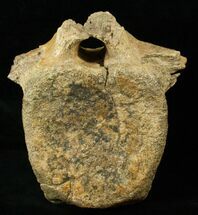 Large Hadrosaur (Duck-Billed Dinosaur) Vertebra #17268