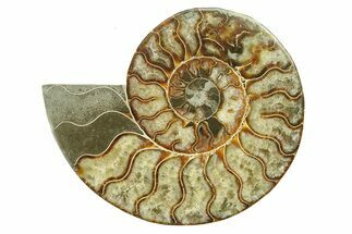 Cut & Polished Ammonite Fossil (Half) - Madagascar #317644