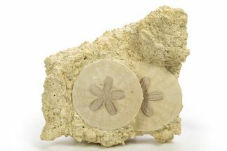 Two Fossil Sand Dollars (Scutella) - France #317743