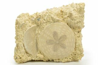 Two Fossil Sand Dollars (Scutella) - France #317749