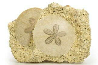Two Fossil Sand Dollars (Scutella) - France #317751