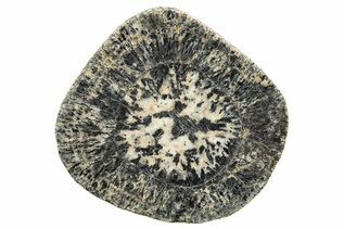 Buy Orbicular Granite