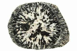 Polished Orbicular Granite Section - Western Australia #317976