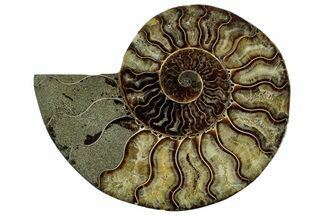 Cut & Polished Ammonite Fossil (Half) - Madagascar #318021