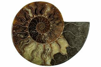 Cut & Polished Ammonite Fossil (Half) - Madagascar #318024