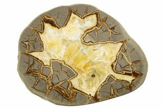 Polished Septarian Slab - Utah #318047