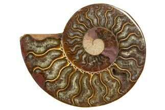 Cut & Polished Ammonite Fossil (Half) - Madagascar #318093