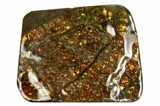 Iridescent Ammolite (Fossil Ammonite Shell) - Alberta #318016