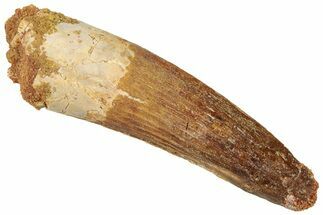 Fossil Spinosaurus Tooth - Real Dinosaur Tooth #316825