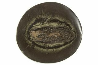 Buy Ichnofossils (Trace Fossils)