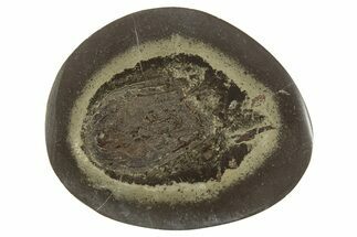 Polished Fish Coprolite (Fossil Poo) Nodule Half - Scotland #315179