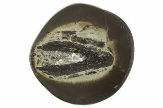 Polished Fish Coprolite (Fossil Poo) Nodule Half - Scotland #315194