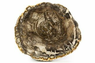 Beautiful Petrified Wood (Araucaria) Round - Madagascar #318393