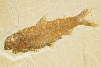 Detailed Fossil Fish (Knightia) - Wyoming #318563