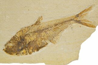 Detailed Fossil Fish (Diplomystus) - Wyoming #318644