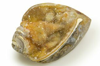 Chalcedony Replaced Gastropod With Sparkly Quartz - India #318694