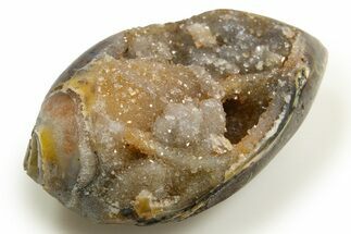 Chalcedony Replaced Gastropod With Sparkly Quartz - India #318713
