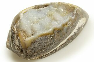 Chalcedony Replaced Gastropod With Sparkly Quartz - India #318721