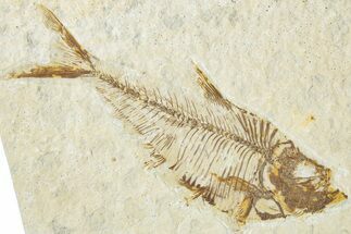 Detailed Fossil Fish (Diplomystus) - Wyoming #318413