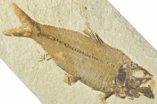 Detailed Fossil Fish (Knightia) - Wyoming #318587