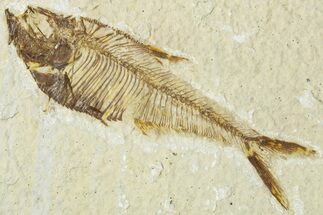 Detailed Fossil Fish (Diplomystus) - Wyoming #318592