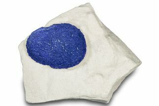 Vibrant Blue Azurite Sun on Siltstone - Australia #318763