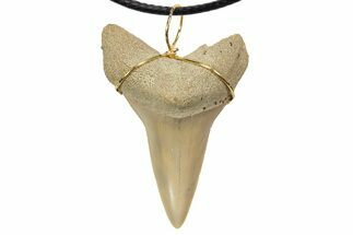 Fossil Mako Shark Tooth Necklace - Bakersfield, California #318844