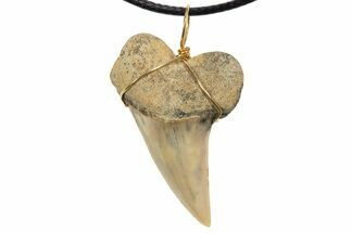 Fossil Hooked White Shark Tooth Necklace - Bakersfield, California #318870