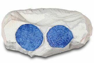 Vibrant Blue Azurite Suns on Siltstone - Australia #318768