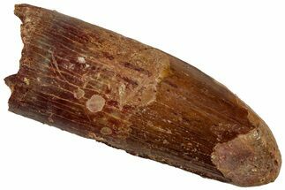 Fossil Spinosaurus Tooth - Feeding Worn Tip #319075