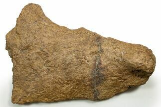 Dinosaur (Triceratops) Skull Section (Jugal) - Montana #319221
