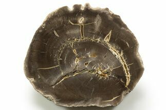 Polished Cretaceous Petrified Wood Round - Texas #319276