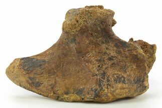 Hadrosaur (Edmontosaurus) Partial Coracoid Bone - South Dakota #319286